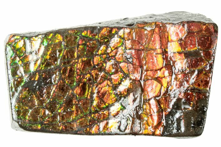 Iridescent Ammolite (Fossil Ammonite Shell) - Alberta #311368
